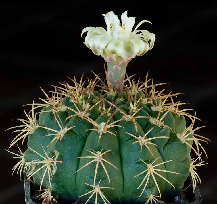 Gymnocalycium hamatum